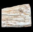 Polished Petrified Wood Limb - Madagascar #54595-1